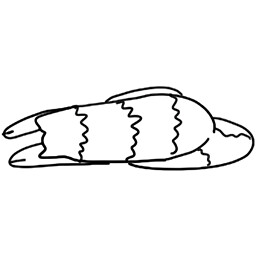 Fang