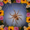 Web of Lies